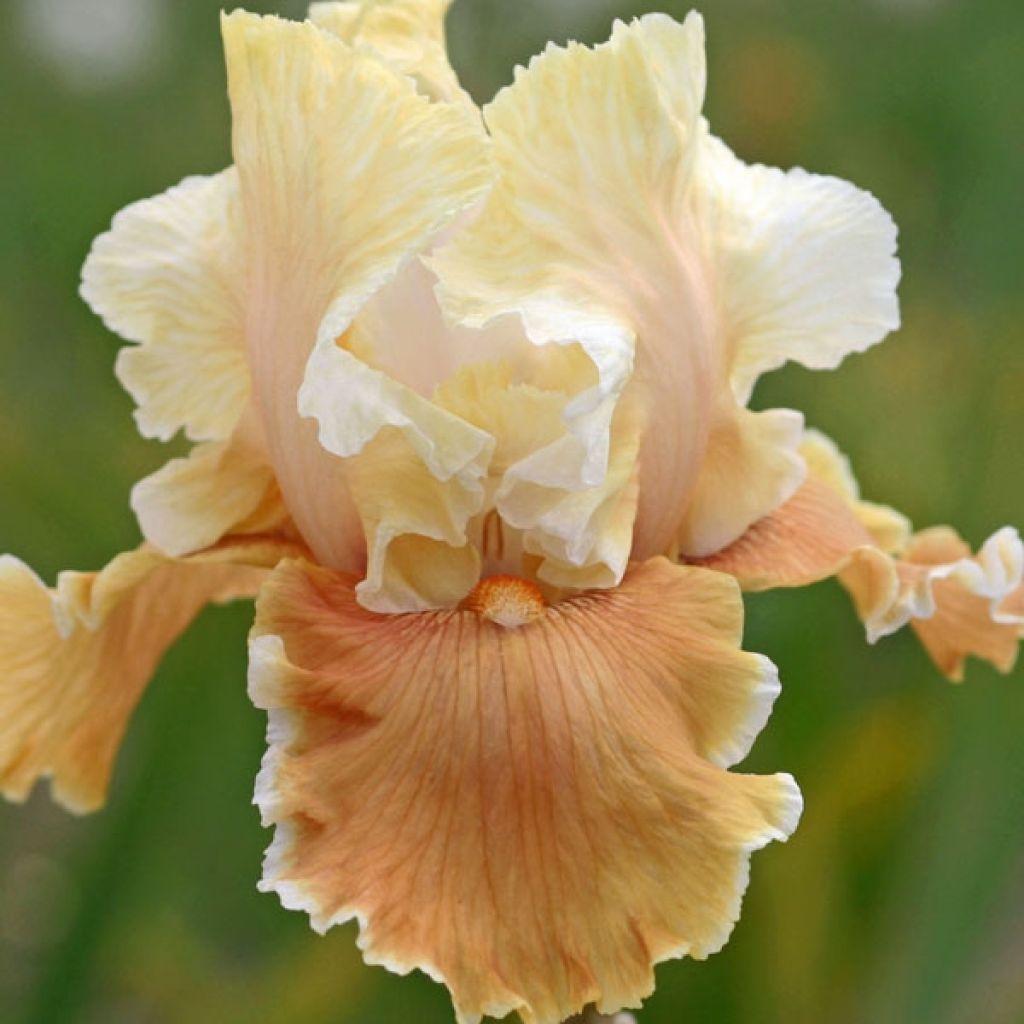 Iris English Charm - Schwertlilie