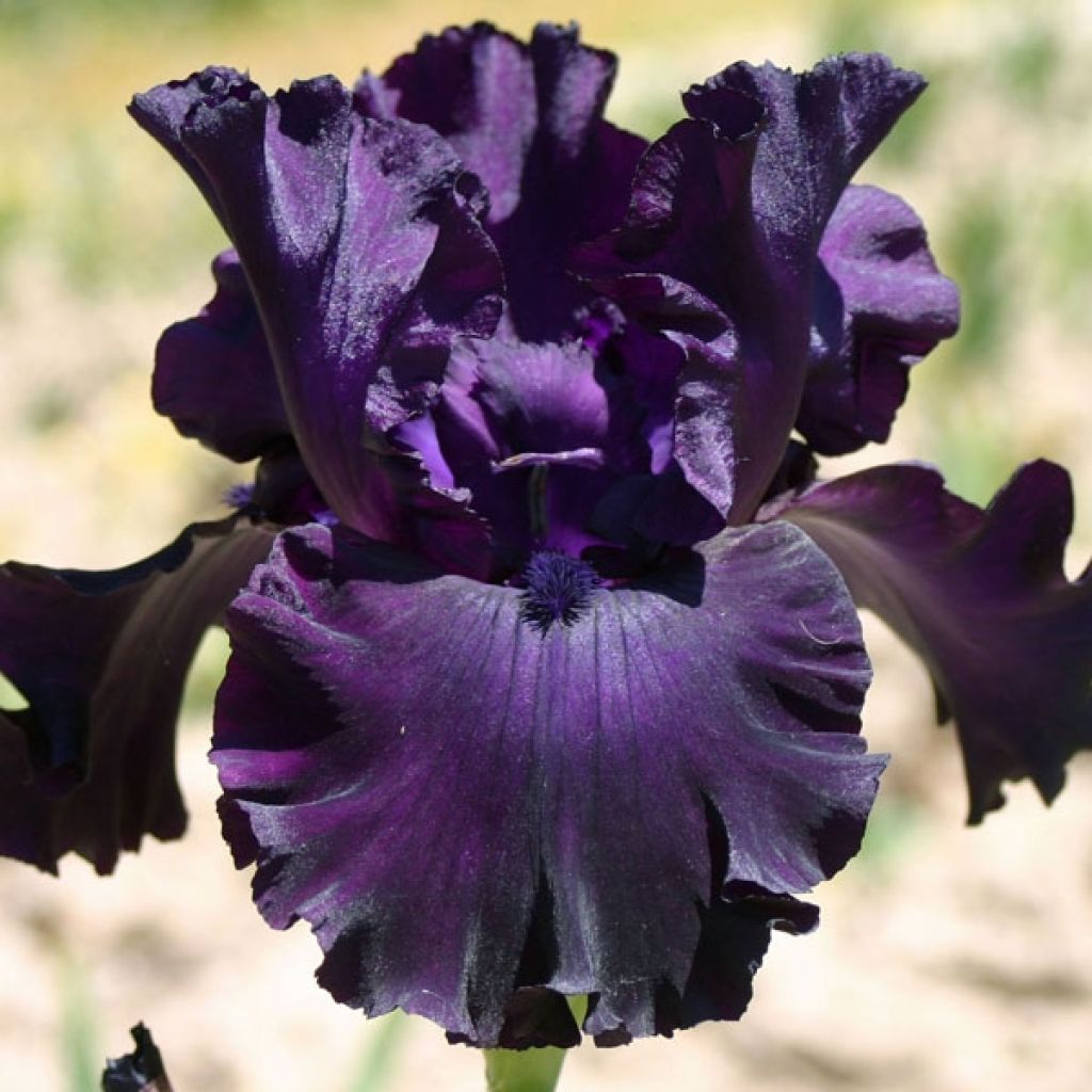 Iris Midnight Revelry - Schwertlilie