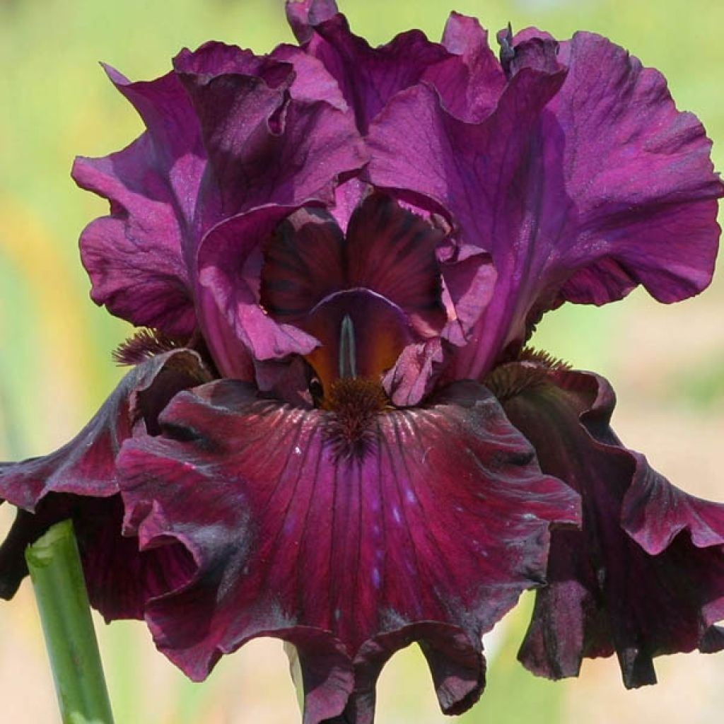 Iris Raspberry Wine - Schwertlilie