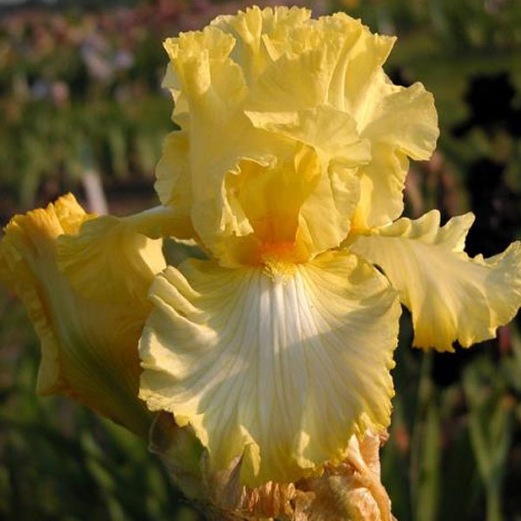 Iris Big Dipper - Schwertlilie