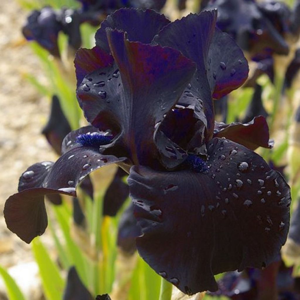 Iris Black Suited - Schwertlilie