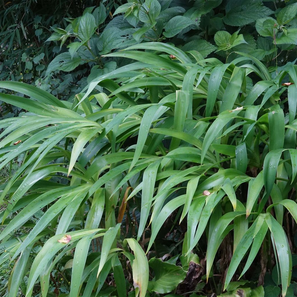 Iris confusa Martyn Rix - Bambusiris