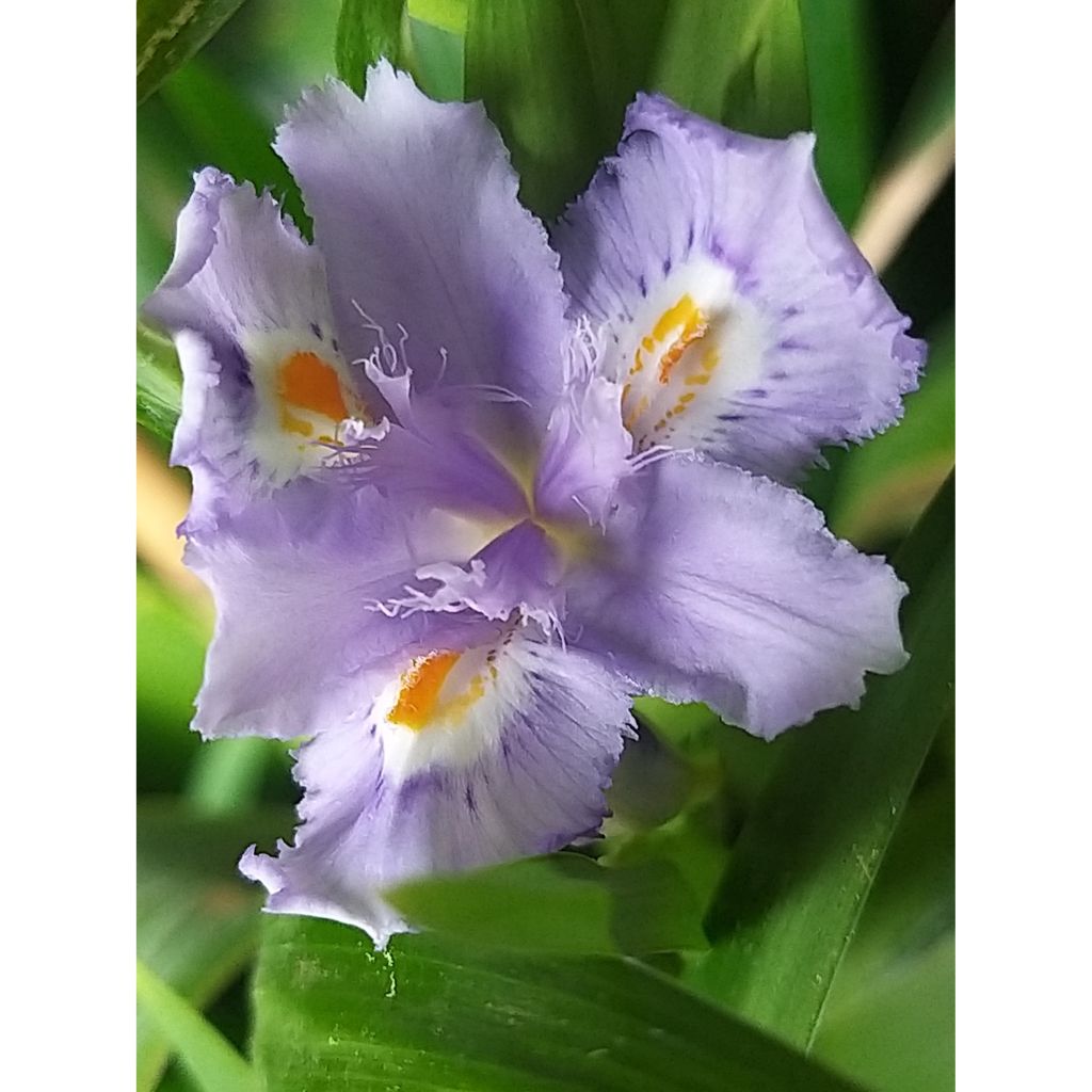 Iris confusa Martyn Rix - Bambusiris