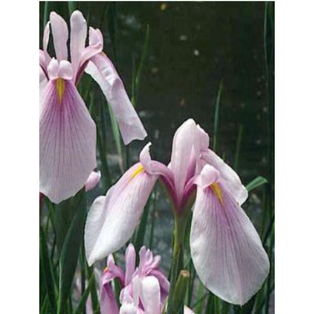 Iris ensata Rose Queen - Japanische Schwertlilie