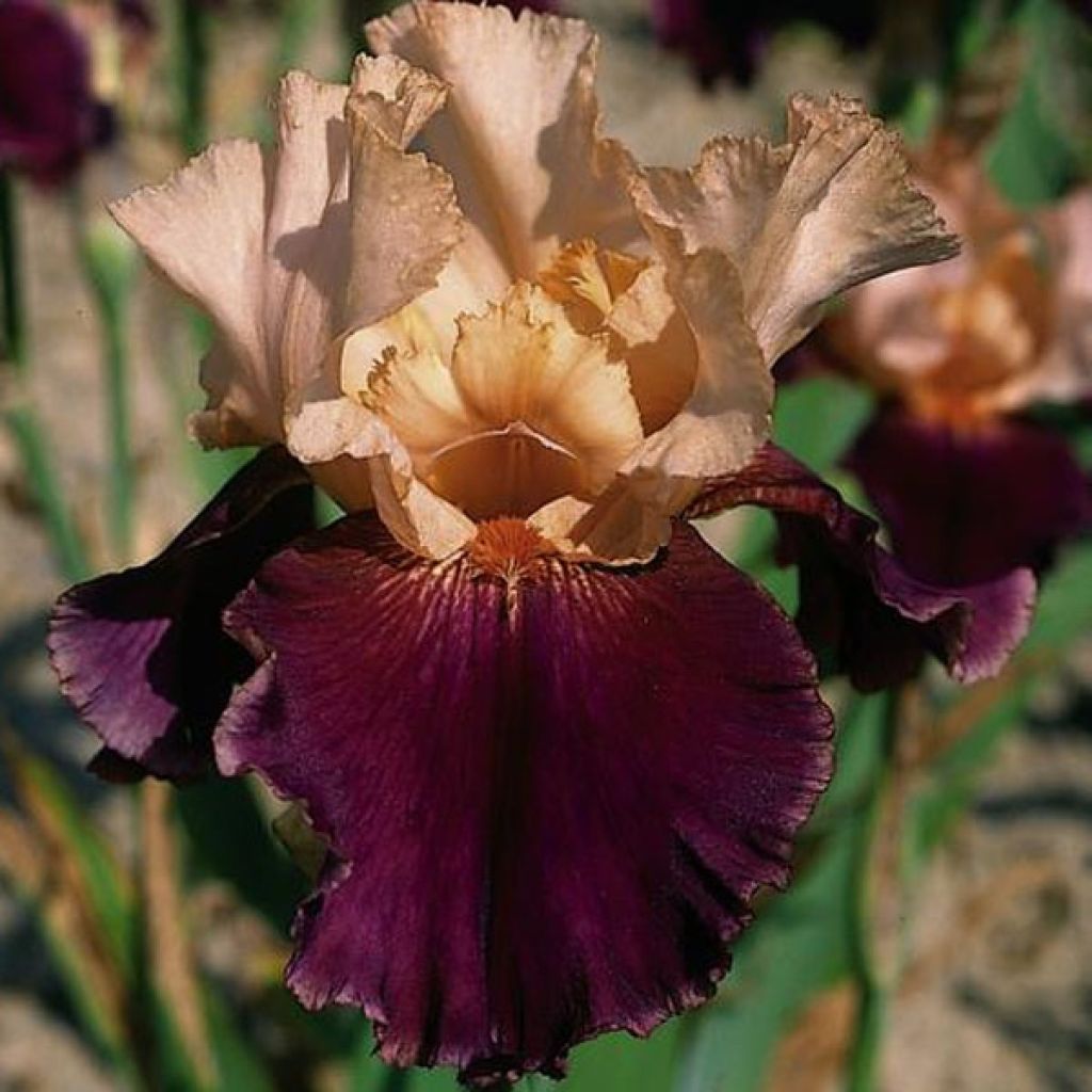 Iris Double Espoir - Schwertlilie