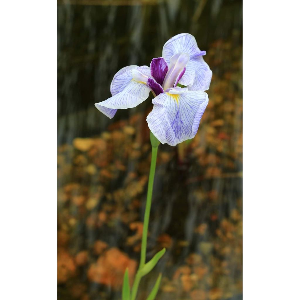 Iris ensata Caprician Butterfly - Japanische Schwertlilie