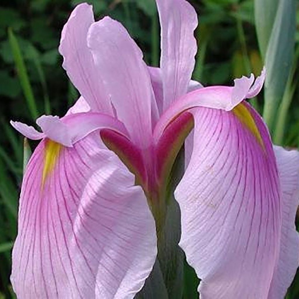 Iris ensata Rose Queen - Japanische Schwertlilie