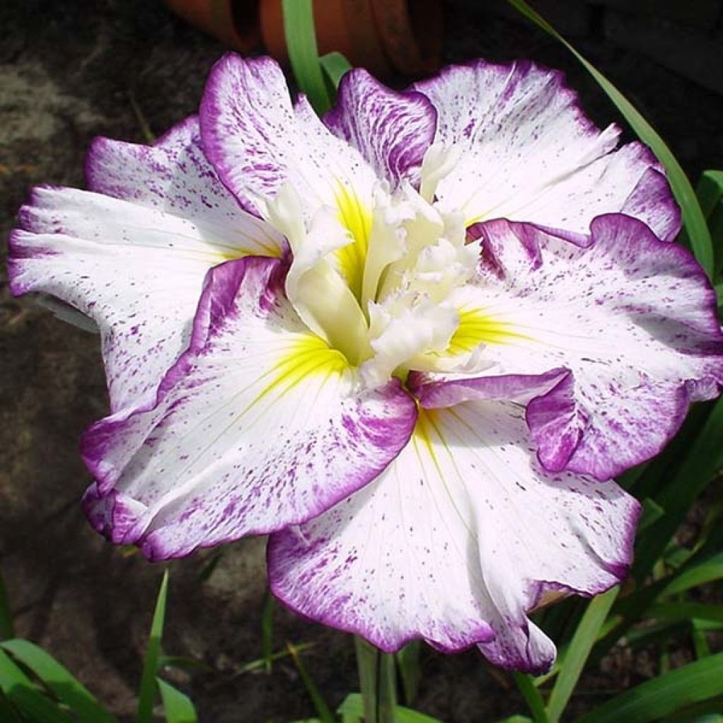 Iris ensata Stippled Ripples - Japanische Schwertlilie