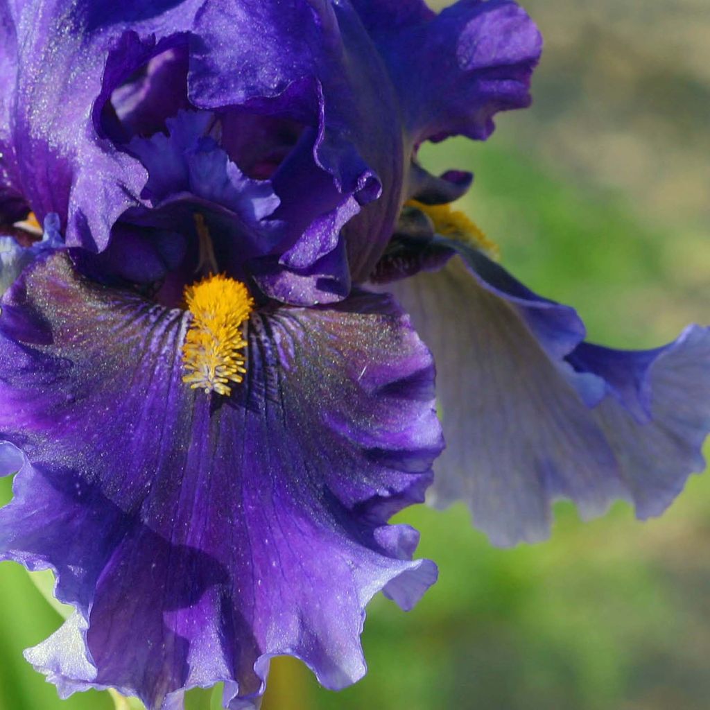 Iris Deep Dark Secret - Schwertlilie