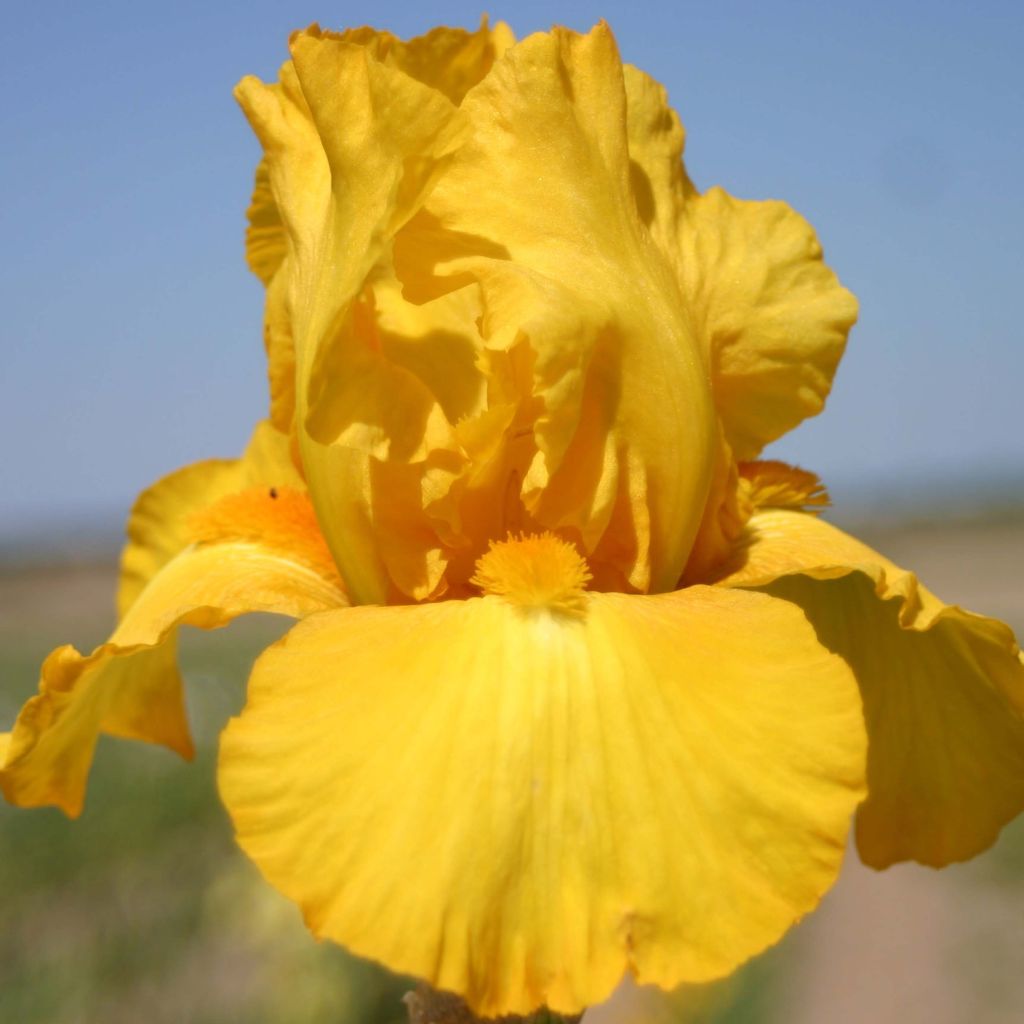 Iris Gold Galore - Schwertlilie