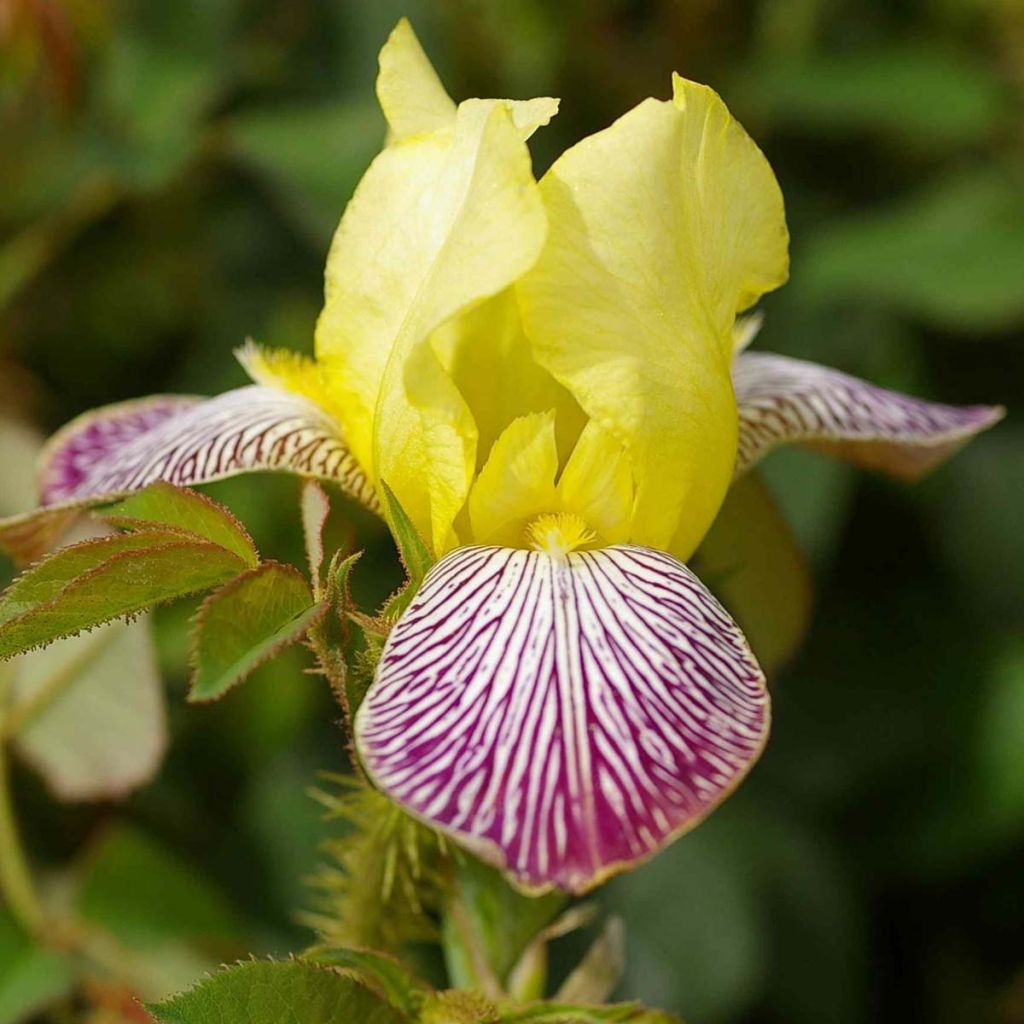 Iris germanica Gracchus - Iris des Jardins remontant