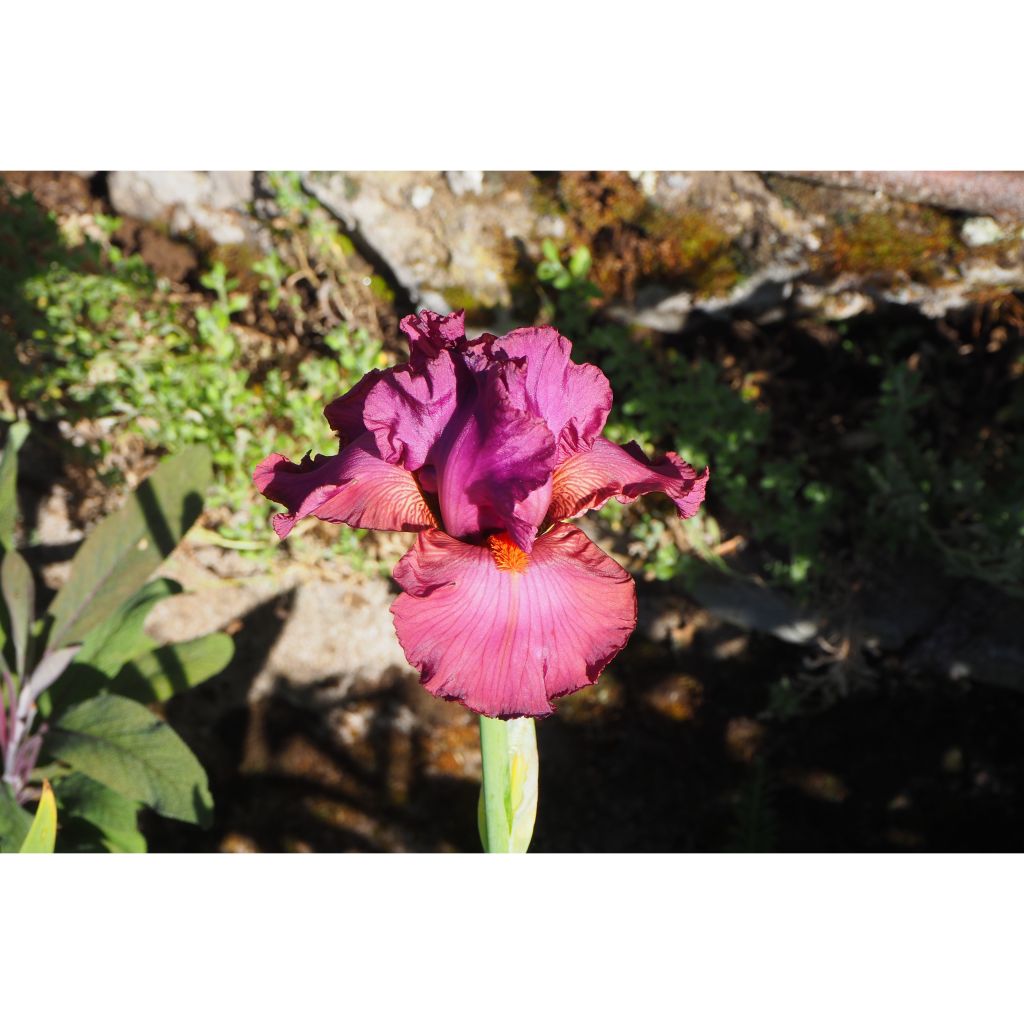 Iris Lady Friend - Schwertlilie