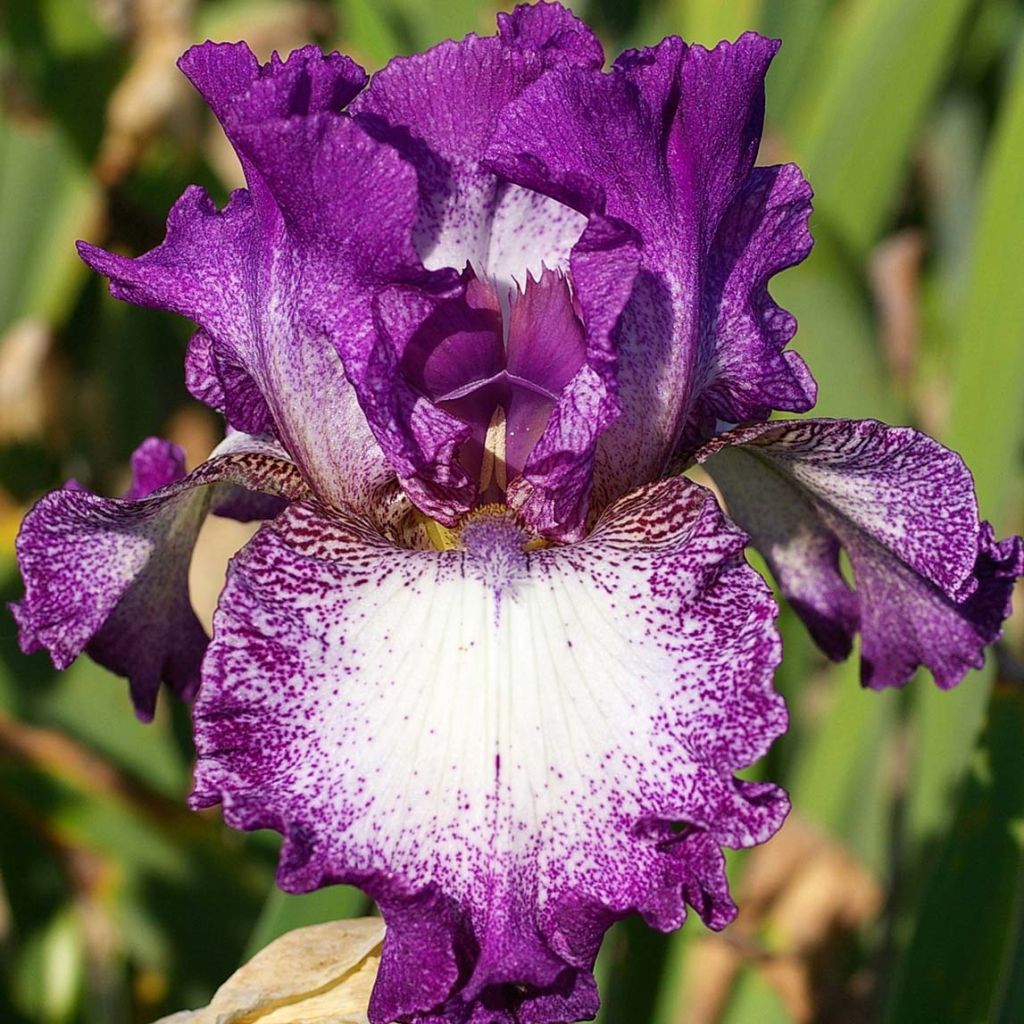 Iris Mariposa Autumn - Schwertlilie