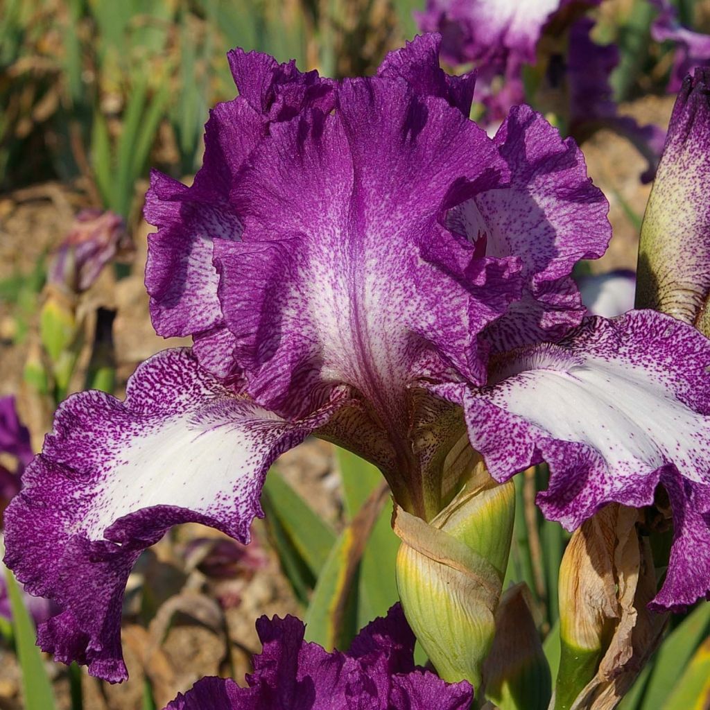 Iris Mariposa Autumn - Schwertlilie