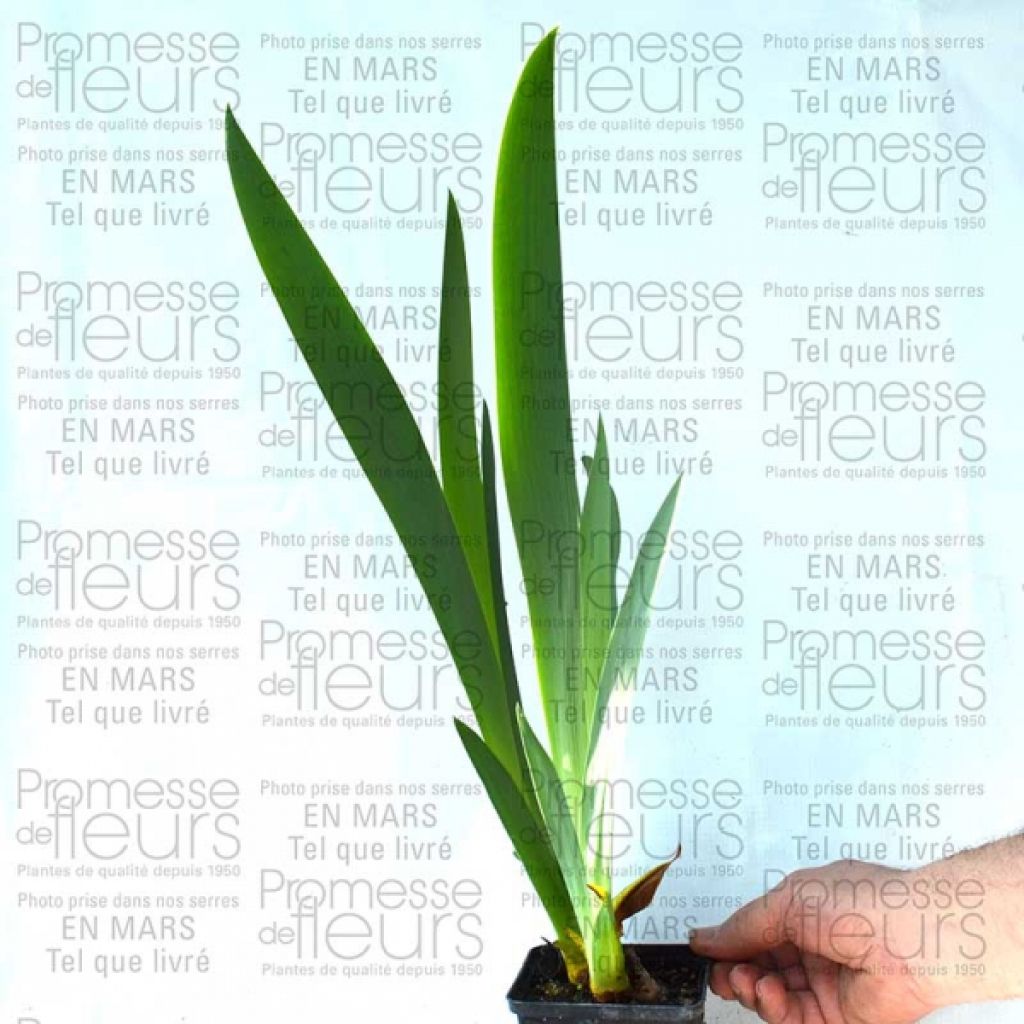 Iris germanica Master Plan