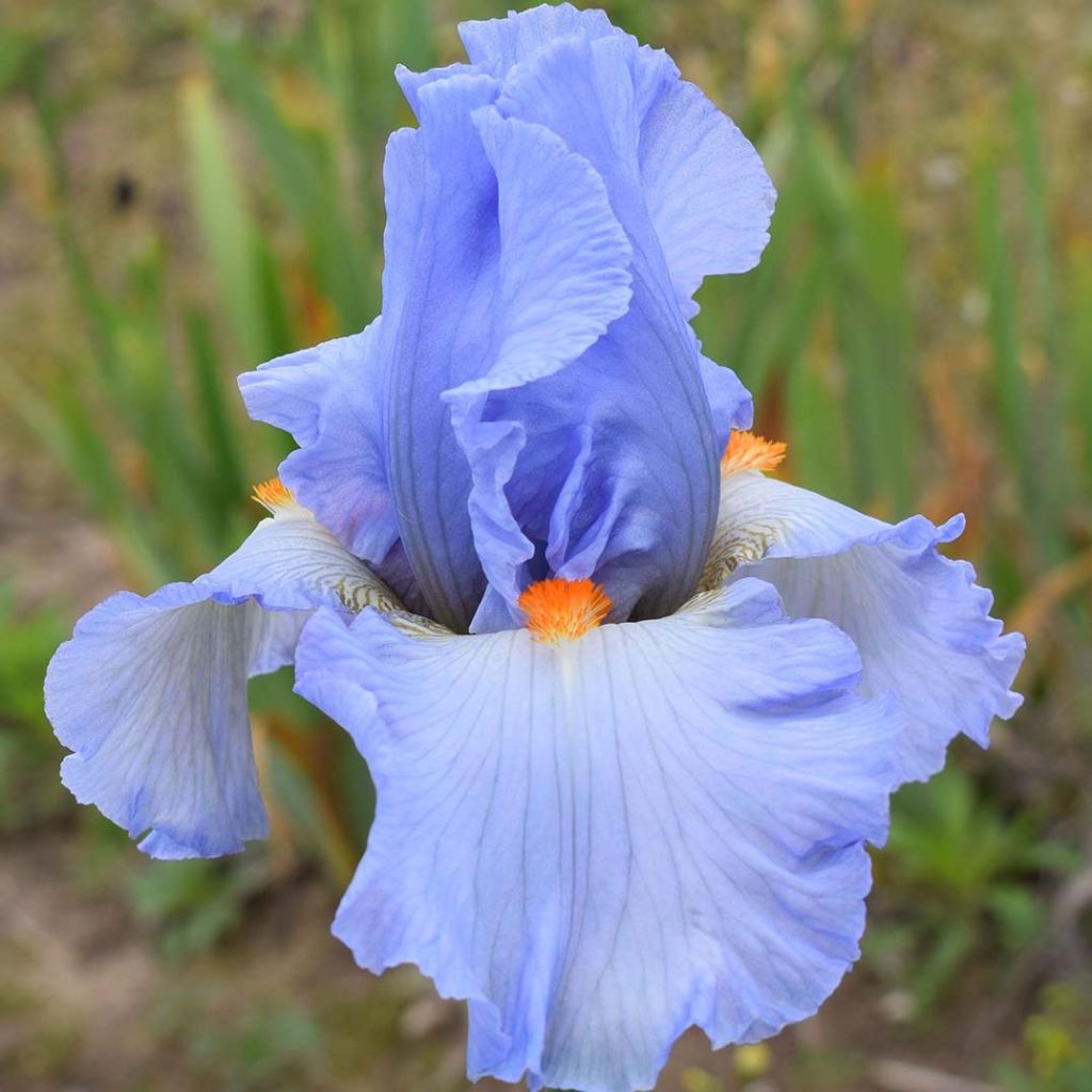 Iris germanica Princesse Caroline de Monaco - Iris des Jardins