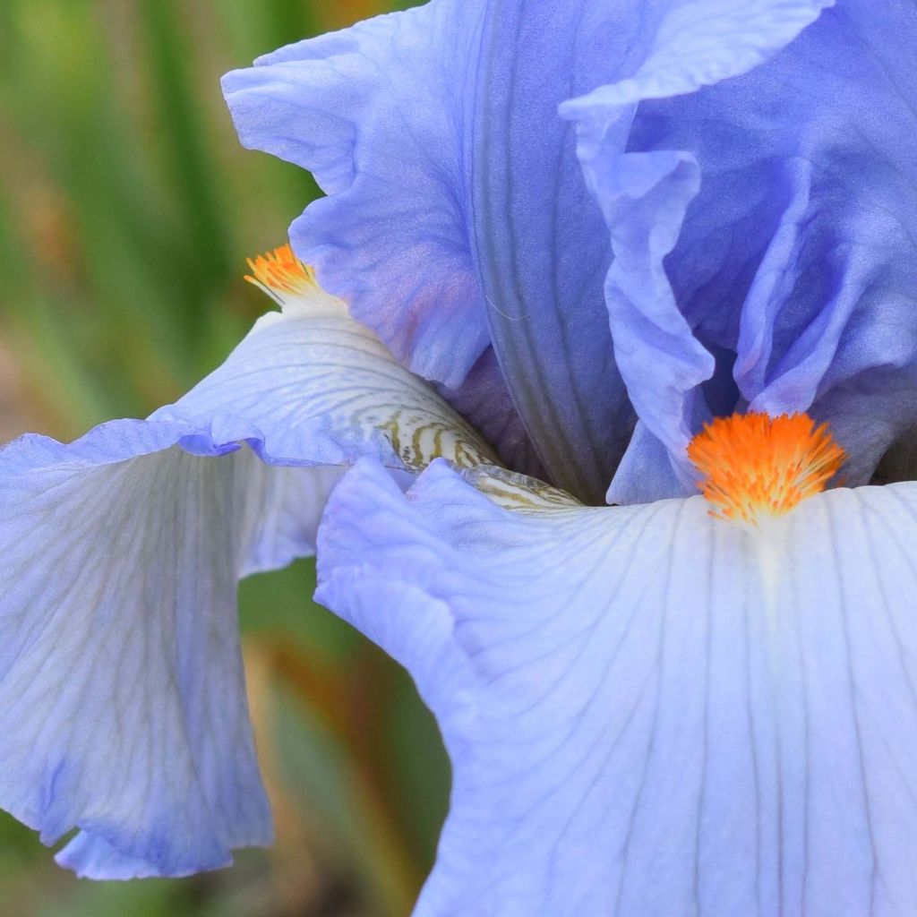 Iris Princesse Caroline de Monaco - Schwertlilie