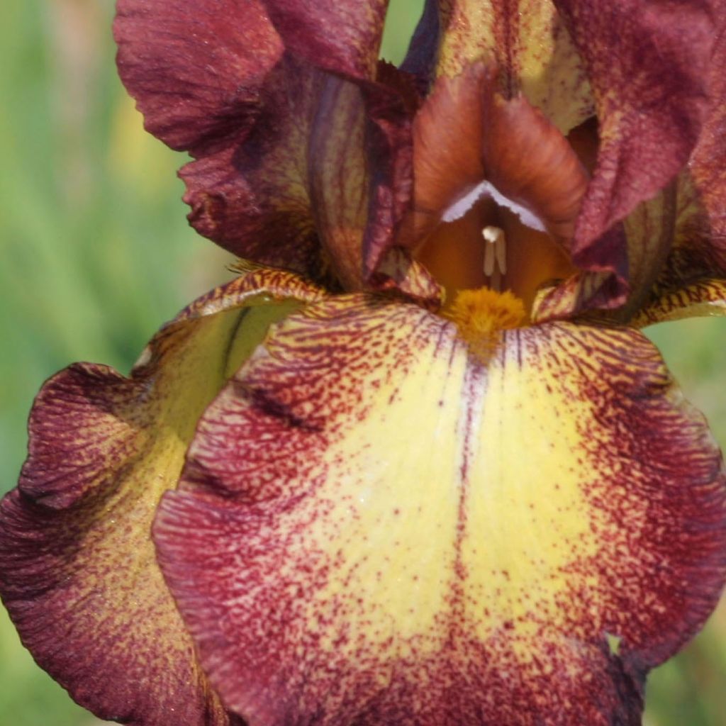 Iris Provençal - Schwertlilie