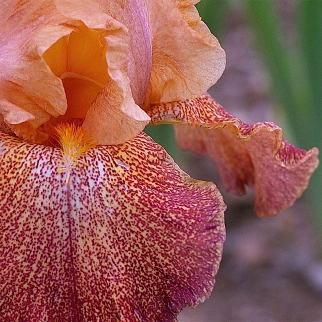 Iris Tanzanian Tangerine - Schwertlilie