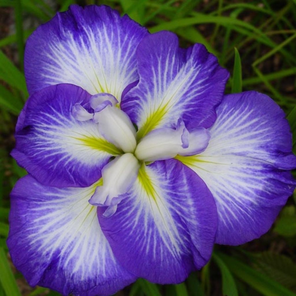 Iris ensata Gusto - Japanische Schwertlilie