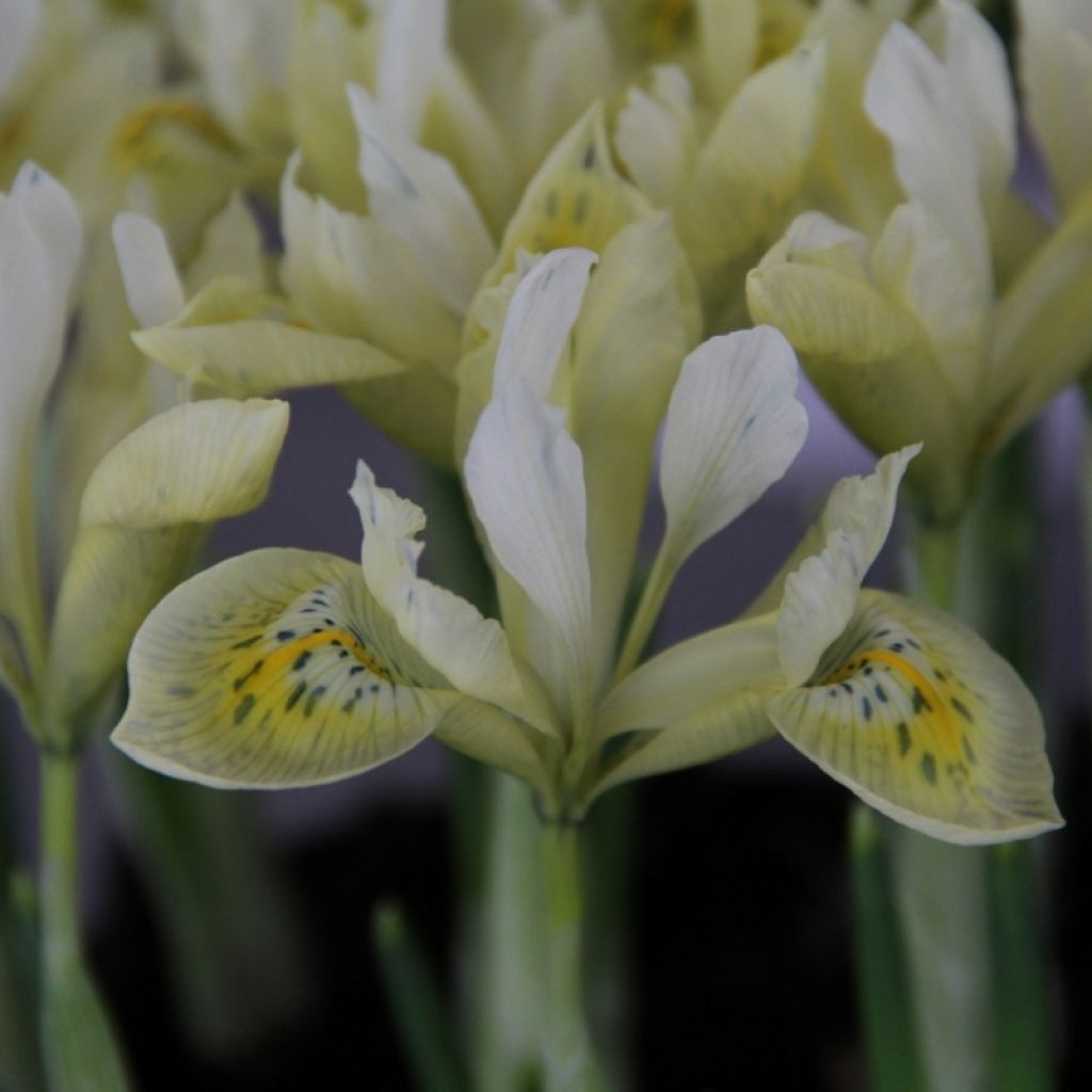 Iris Katharine's Gold - Schwertlilie