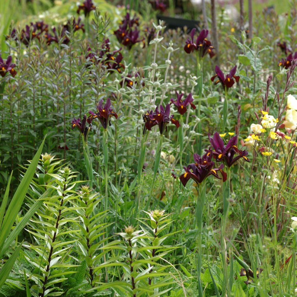 Iris hollandica Red Ember - Holländische Schwertlilie