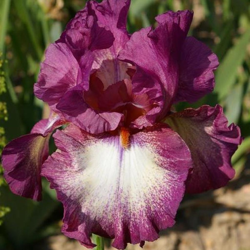 Iris Master Plan - Schwertlilie