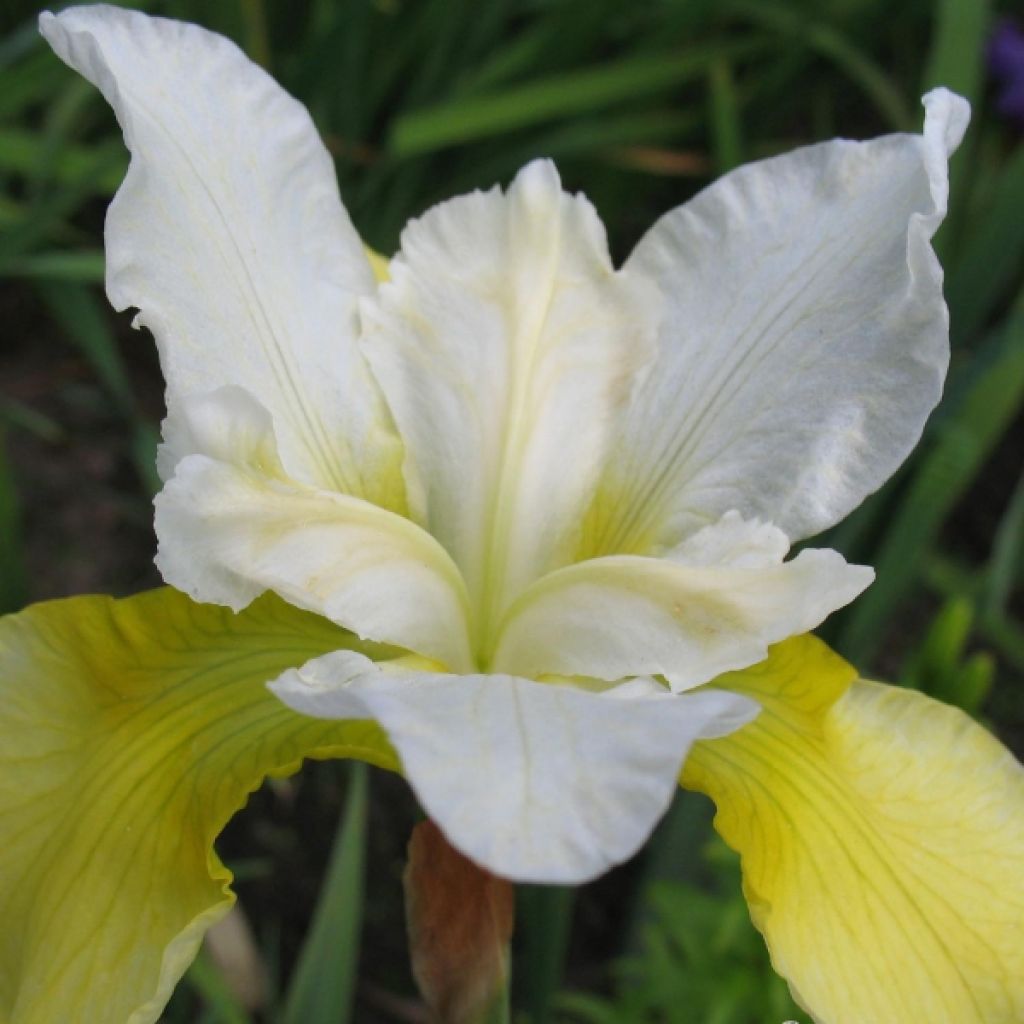 Iris sibirica Moon Silk - Sibirische Schwertlilie