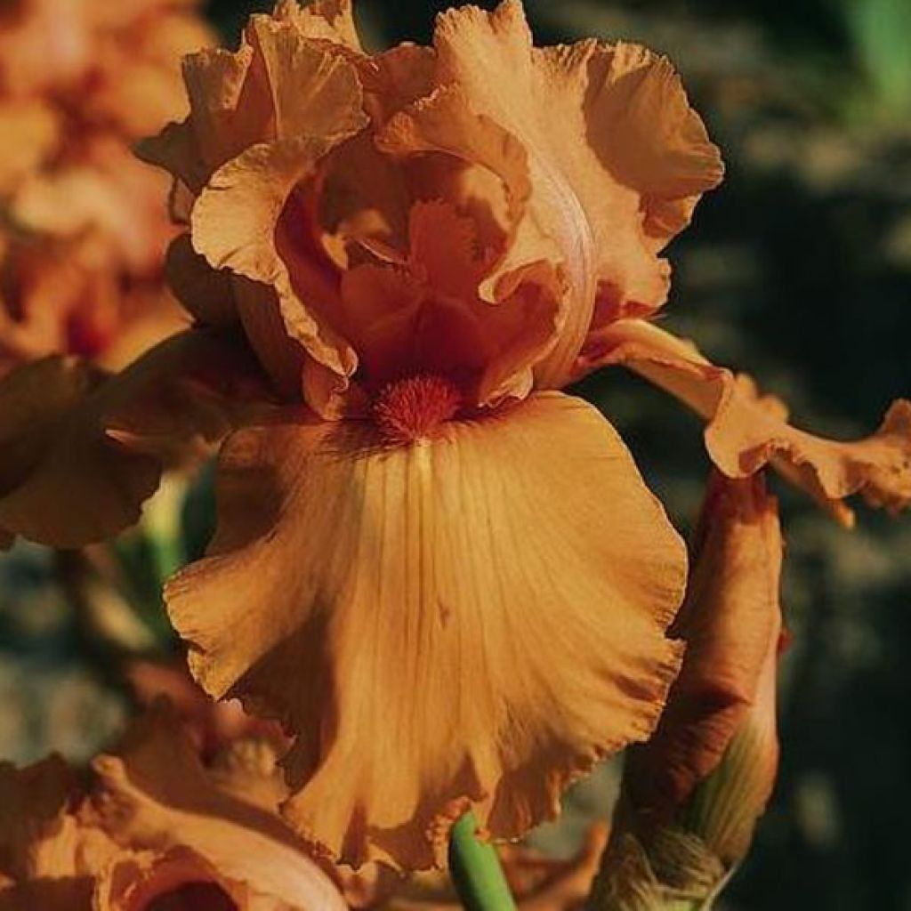 Iris Orange Embers - Schwertlilie