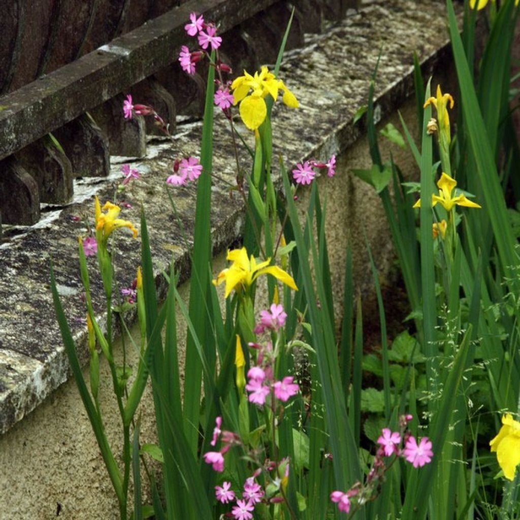 Iris pseudacorus - Gelbe Sumpf-Schwertlilie