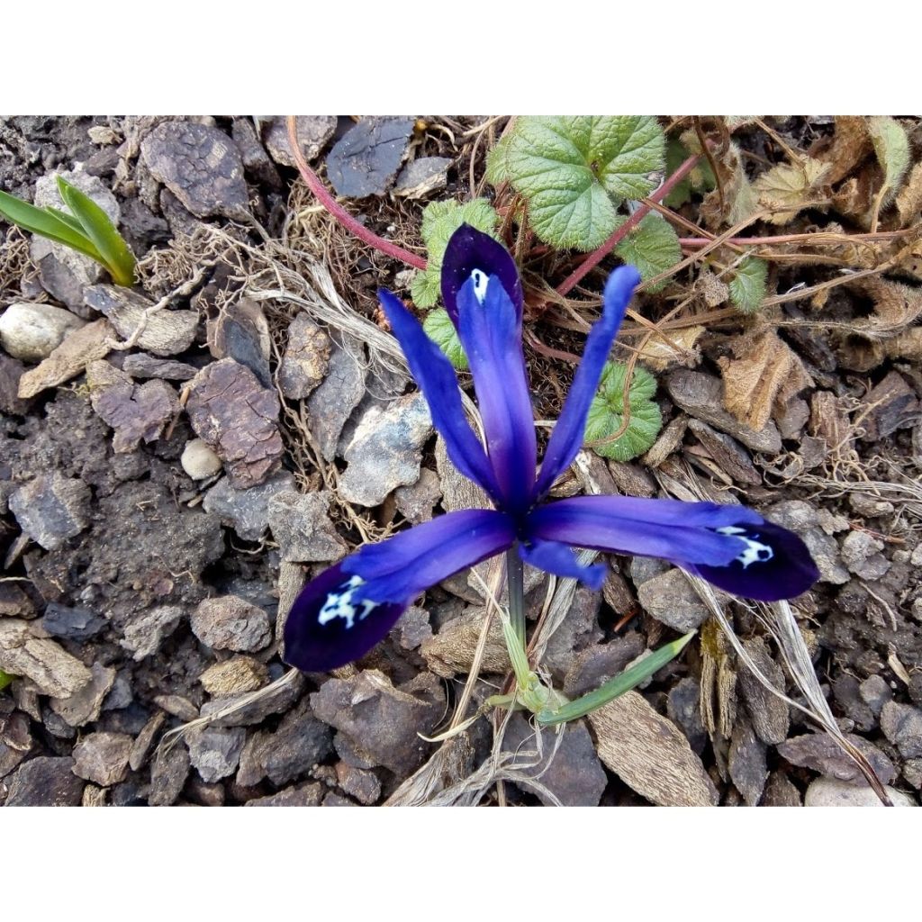 Iris reticulata Blue Note - Netzblatt-Schwertlilie