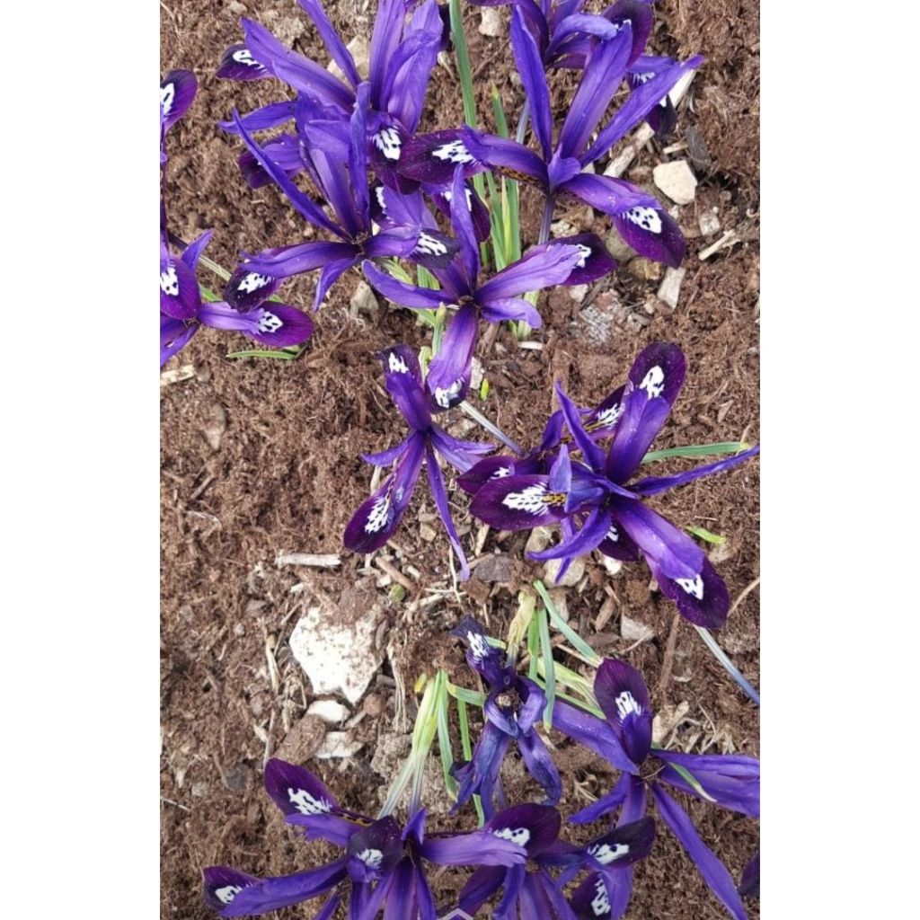 Iris reticulata Dijt - Netzblatt-Schwertlilie