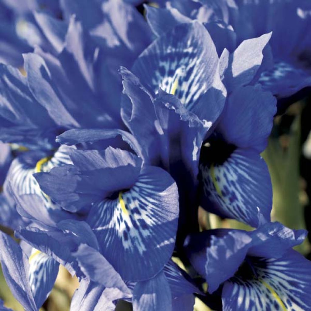 Iris reticulata Harmony - Netzblatt-Schwertlilie