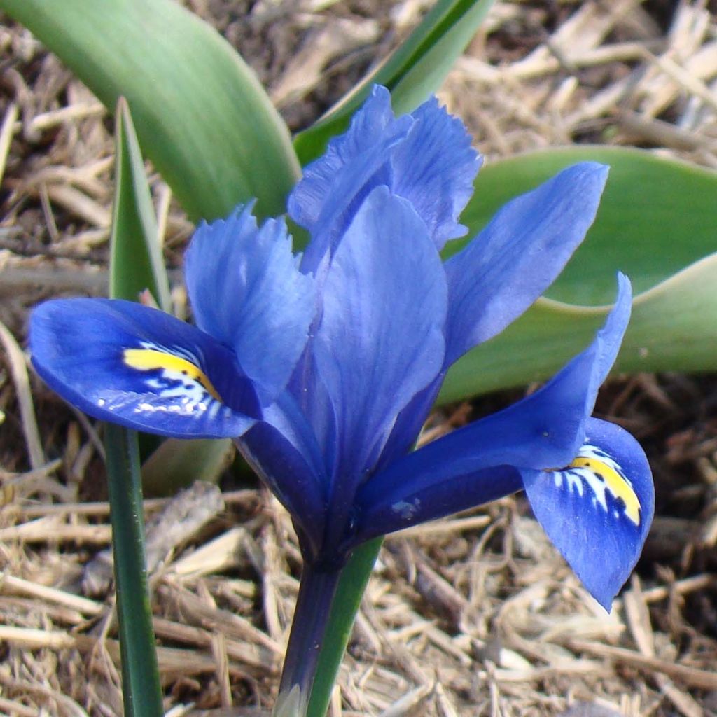 Iris reticulata Harmony - Netzblatt-Schwertlilie