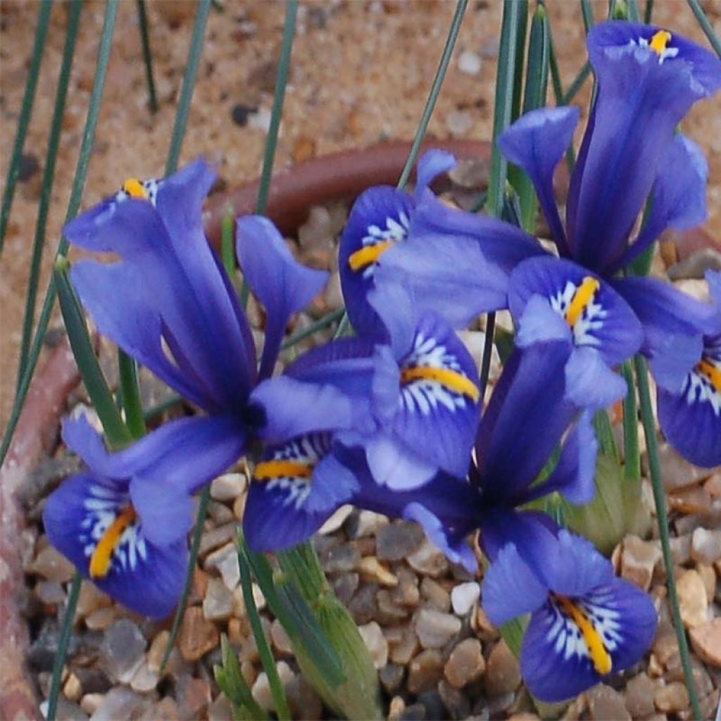 Iris reticulata Harmony - Netzblatt-Schwertlilie