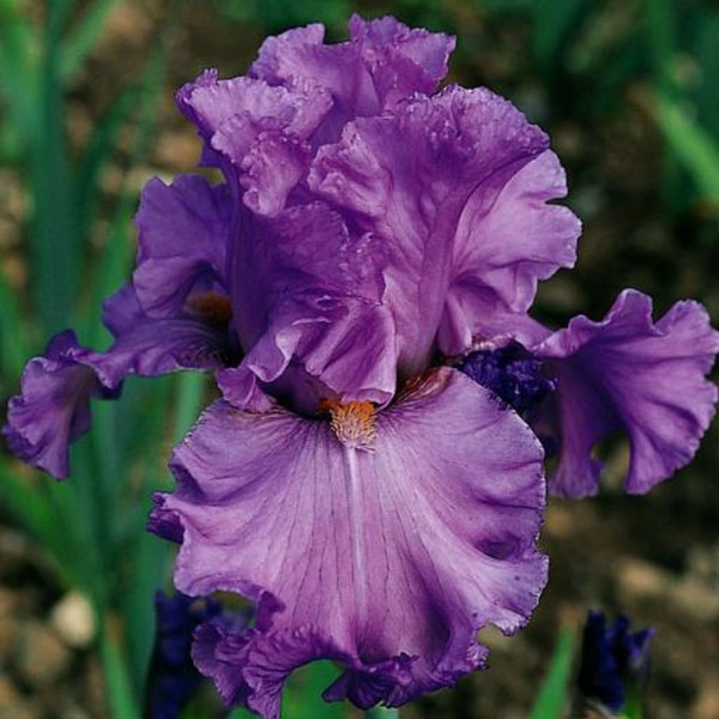 Iris Ruffled Goddess - Schwertlilie