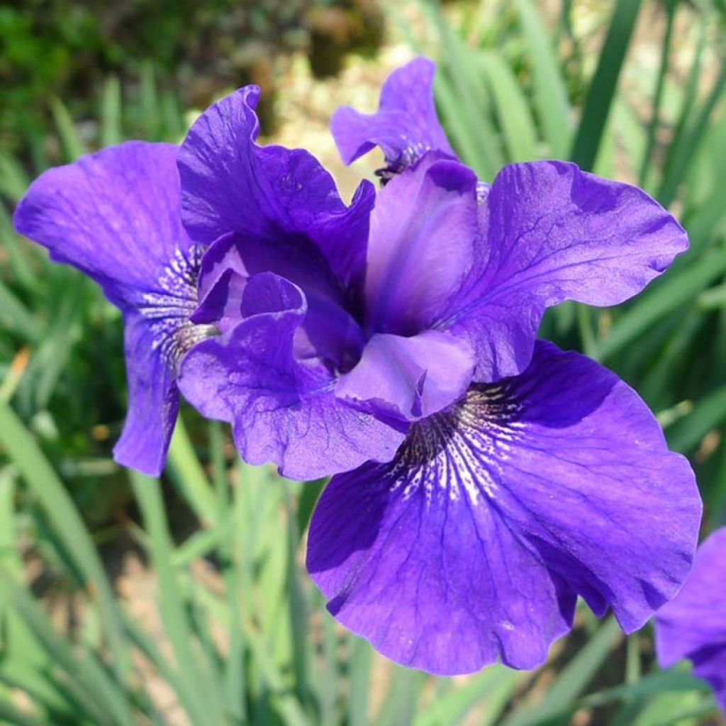 Iris sibirica Ruffled Velvet - Sibirische Schwertlilie