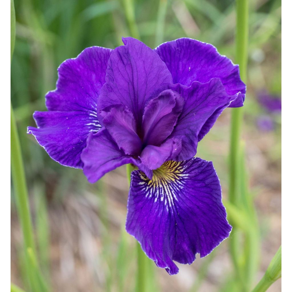 Iris sibirica Ruffled Velvet - Sibirische Schwertlilie