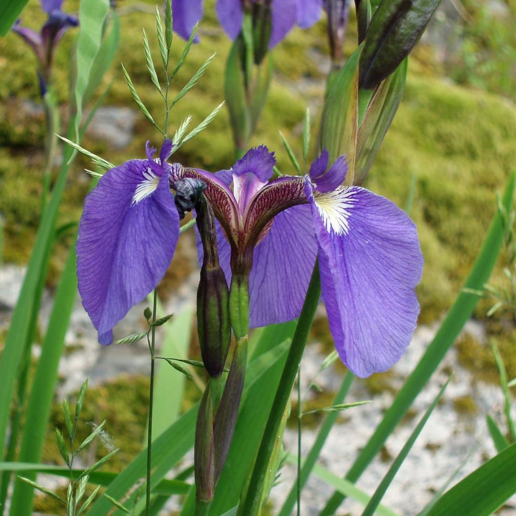 Iris setosa - Borsten-Schwertlilie