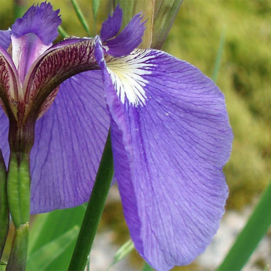 Iris setosa - Borsten-Schwertlilie