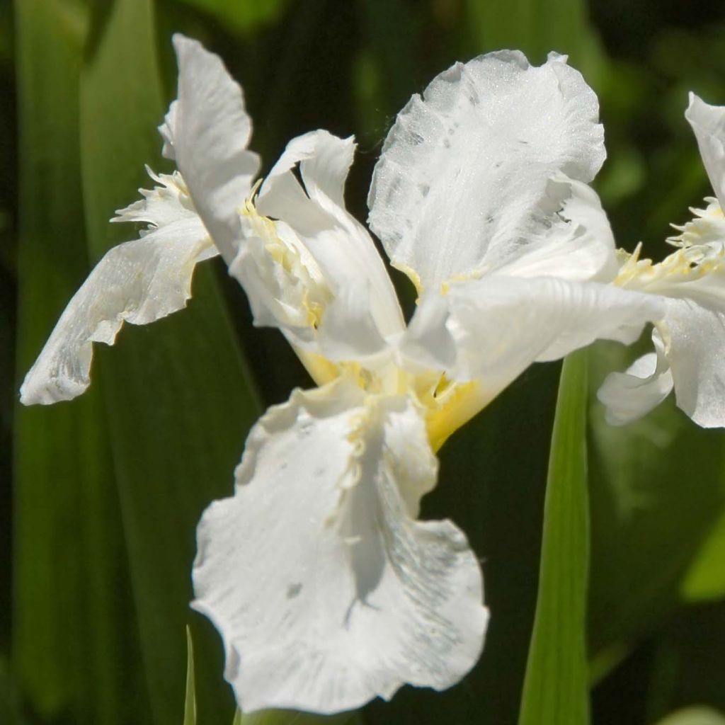 Iris sibirica Snow Queen - Sibirische Schwertlilie