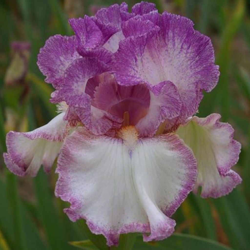 Iris Striking - Schwertlilie