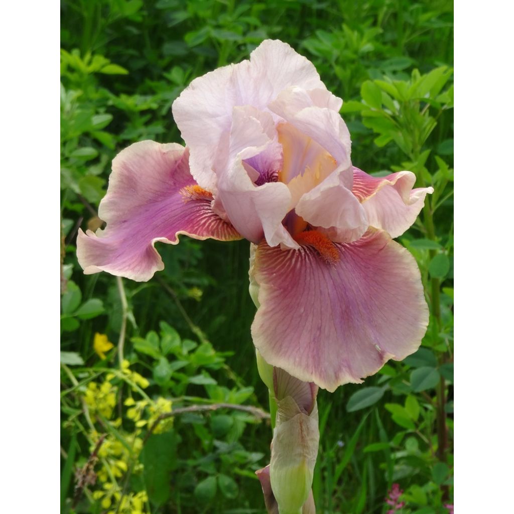 Iris Cameo wine - Schwertlilie