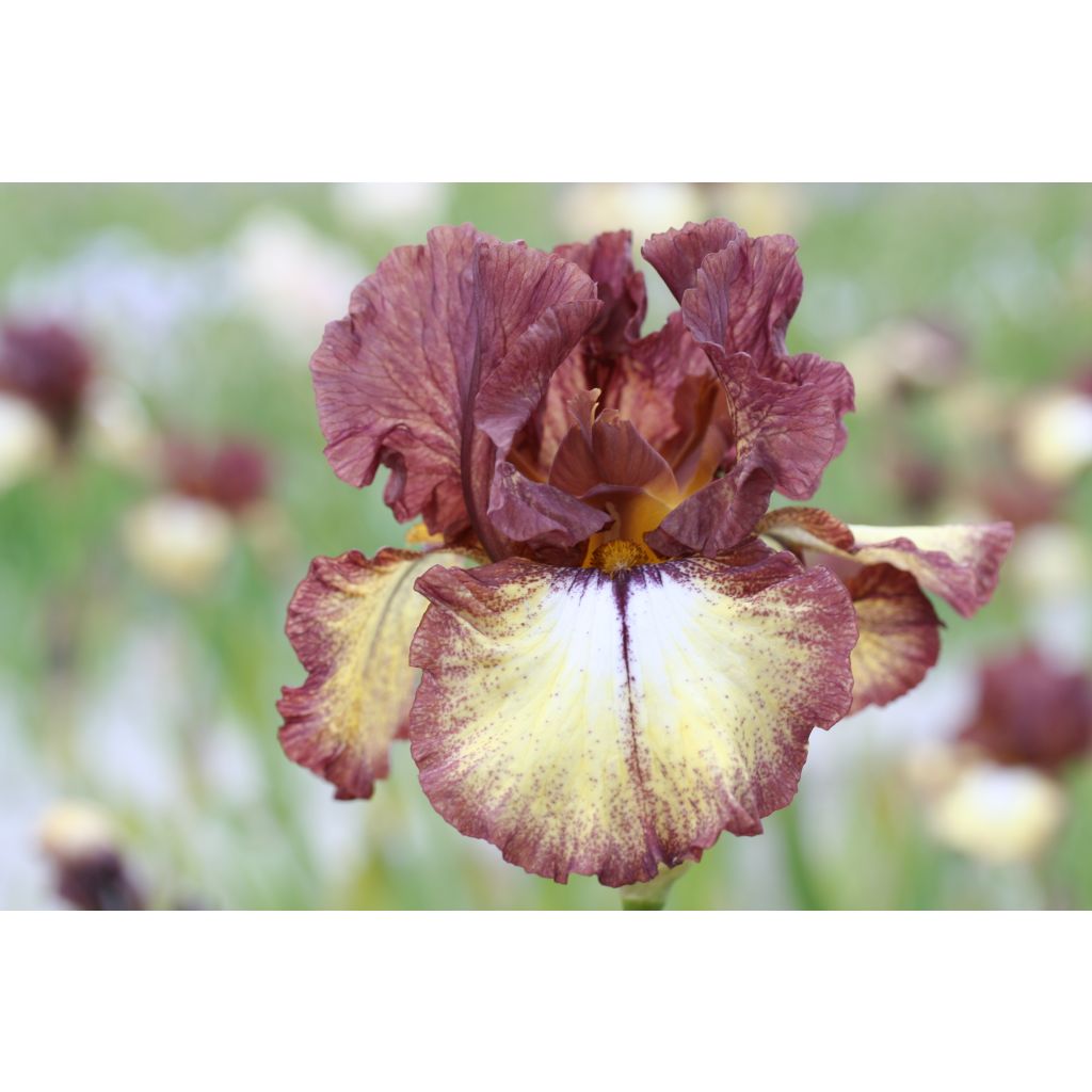 Iris Flamenco - Schwertlilie