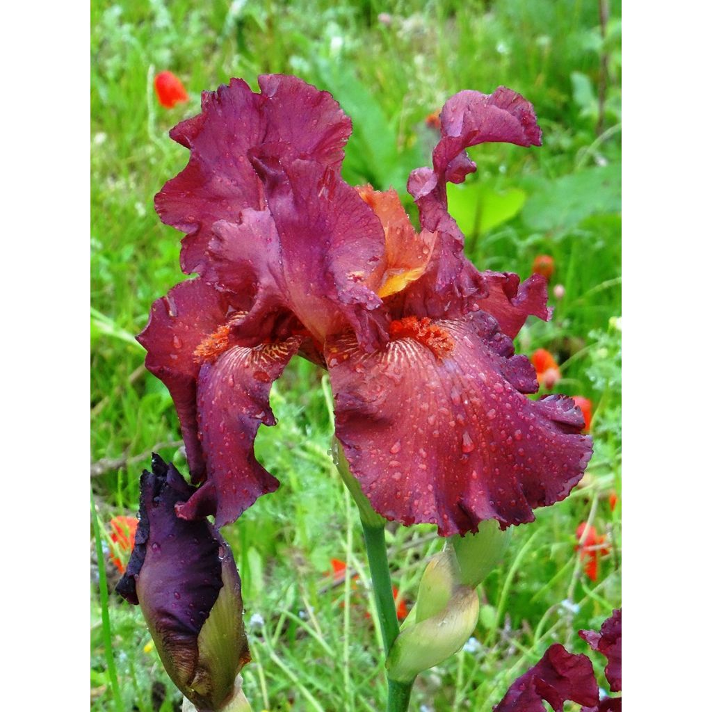 Iris Lady Friend - Schwertlilie