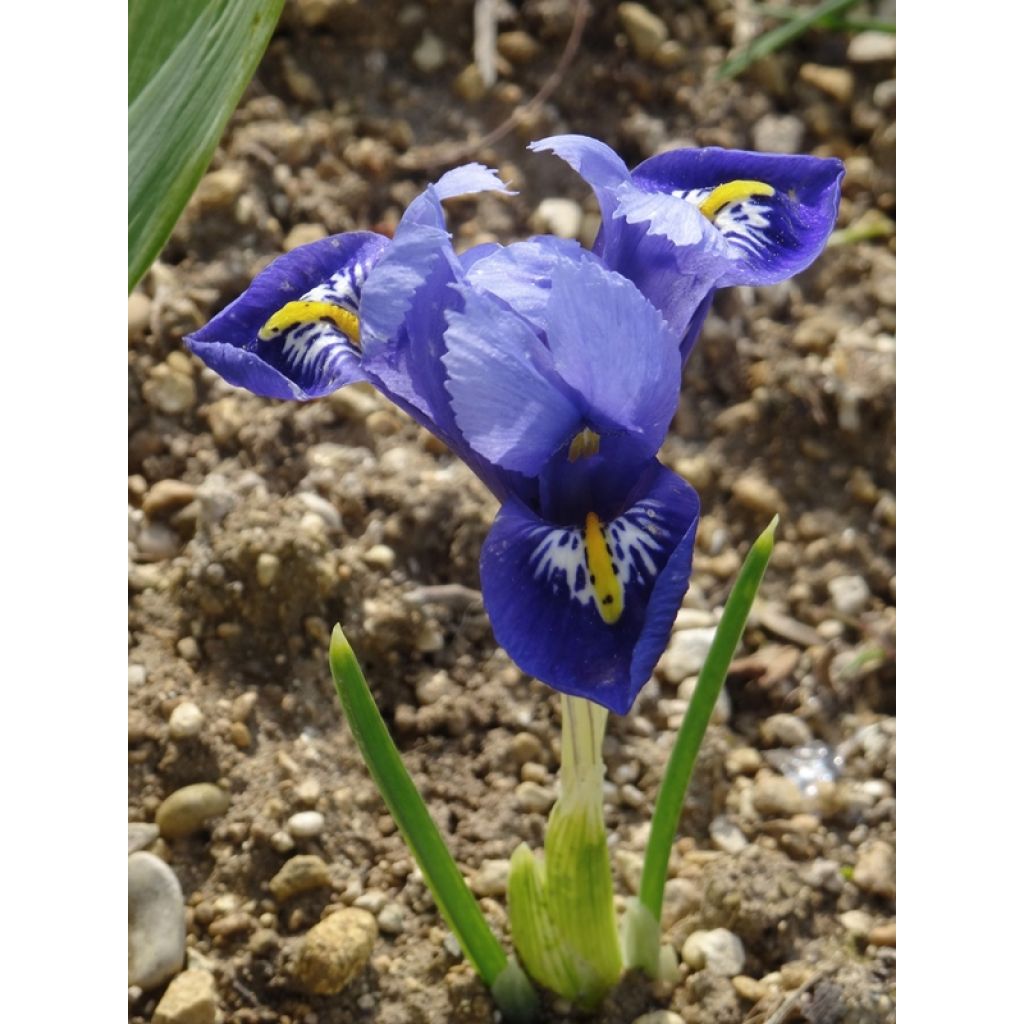 Iris reticulata Harmony - Netzblatt-Schwertlilie