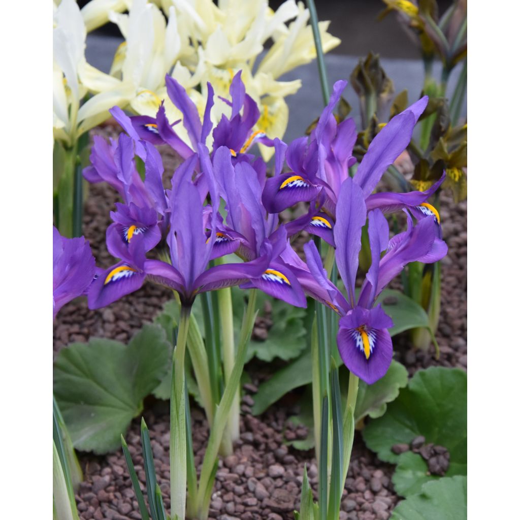 Iris reticulata Scent Sational - Netzblatt-Schwertlilie