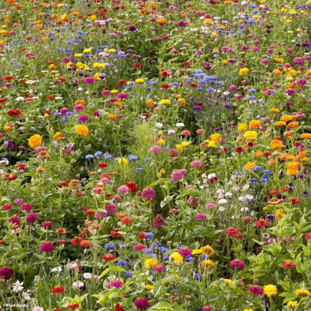 Blumenwiese Landblühende Brache für 500m² Garten