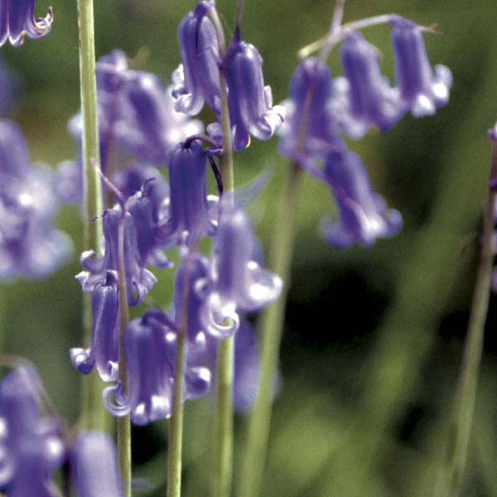 Hyacinthoides non-scripta - Atlantische Hasenglöckchen