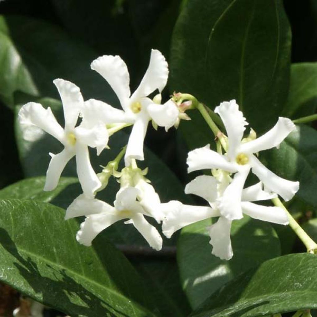 Sternjasmin - Trachelospermum jasminoides